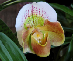 Cymbidium Orchid