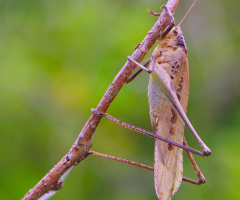 Grasshopper