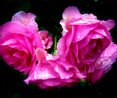 rosen nach dem regen 