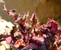 Nature`s Abstract...