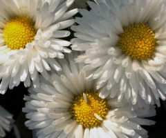 Happy Image XXI
