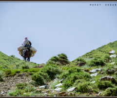 Yayla yolunda..