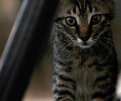 kitten at the evening 