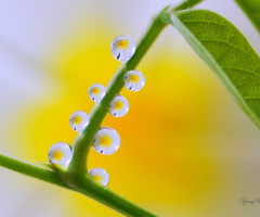 Dews