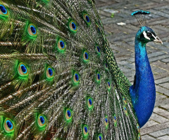 Birds I