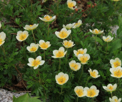 Alpine plant