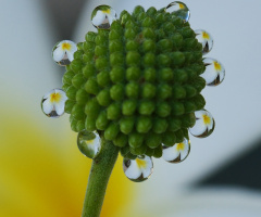 Dews and fruit