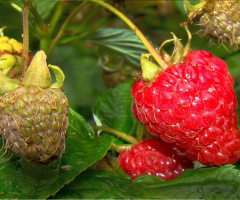 himbeeren 