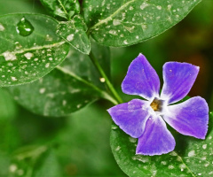 Happy Image XXVI