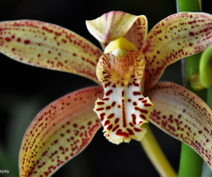 Exotic Orchid