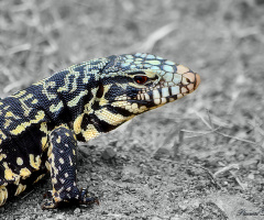 Lizard