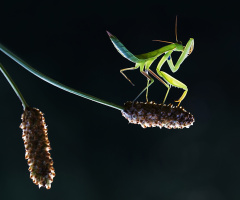 Mantis