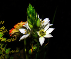 blüten ....