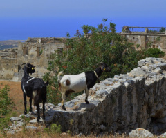 Monastery of Sinai