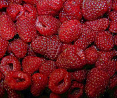 himbeeren.