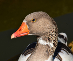 Farmyard goose