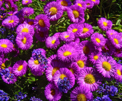 blüten....