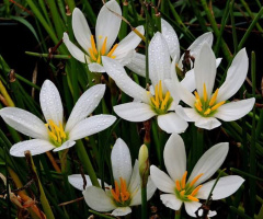 Mini Flowers 