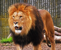 Lion Moment 