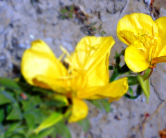 Yellow bloom....