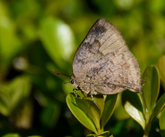 Mini Butterfly 