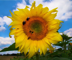 sonnenblume ...