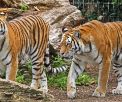 Amur tigers