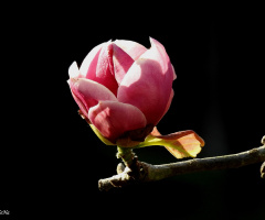 Magnolia