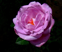 rosenblüte