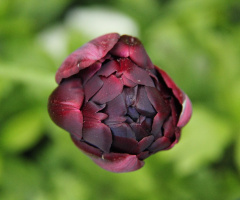 Happy Image XXXVI 