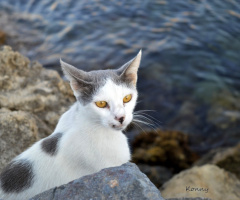 waiting for the fishes .. 