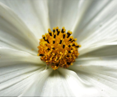 Happy Image XXXVII