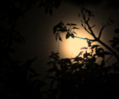 moon night
