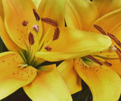 Yellow Lilly