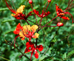 Sonoran Desert Bird Of Paradise