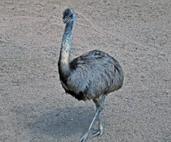 Birds III
