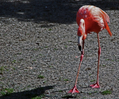 Birds IV