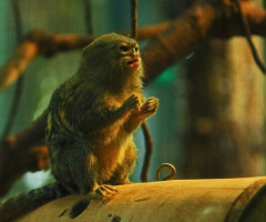 Little Chap 