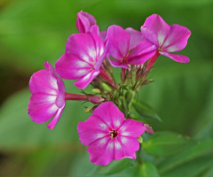 Happy Image XLI
