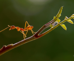 Red Ant.