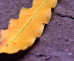 fallen....