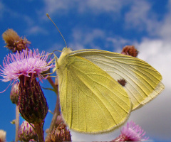 schmetterling .....