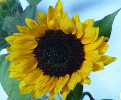 Hab Sonne im Herzen