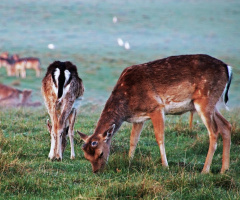 An early morning on the plain