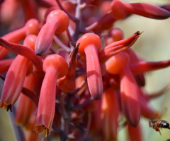 Going to suit flowers