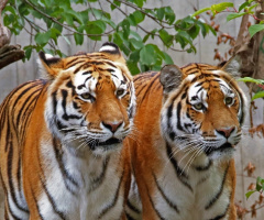 Two Of A Kind