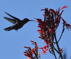 Hummingbird