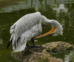 Dalmatian Pelican