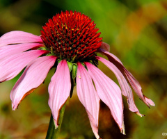 Flor de Cone 