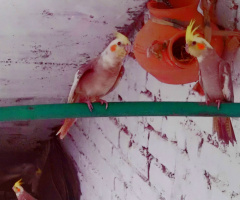 Peaceful coexistence